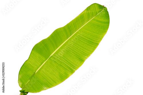 Green banana leaf isolated on white background. 