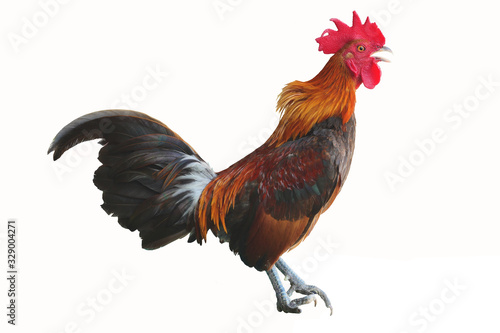 Canvas-taulu Bantam chicken is standing and crowing isolated on white background, Black with