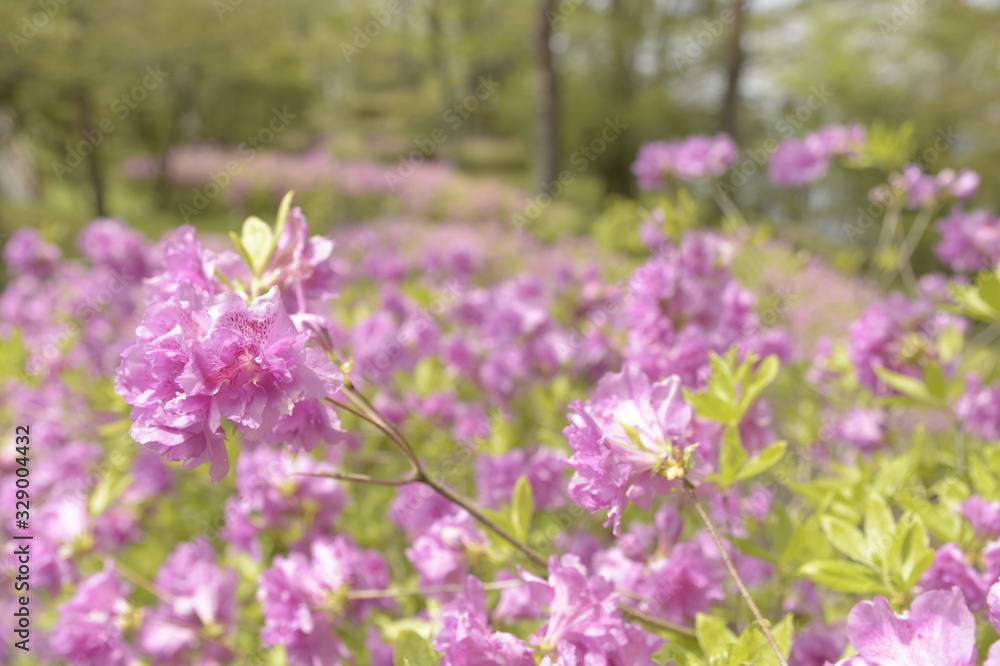 Obraz premium ツツジ