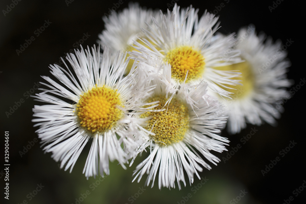 Fototapeta premium 花