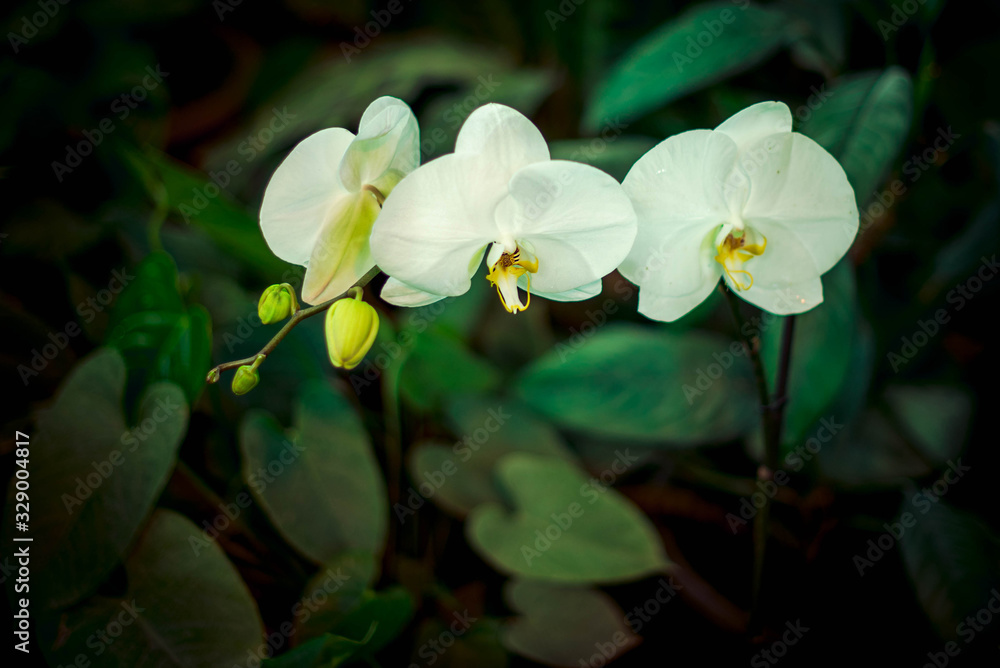 bright white garden flower with lots of petals close-up bright white garden flower with lots of petals close-up