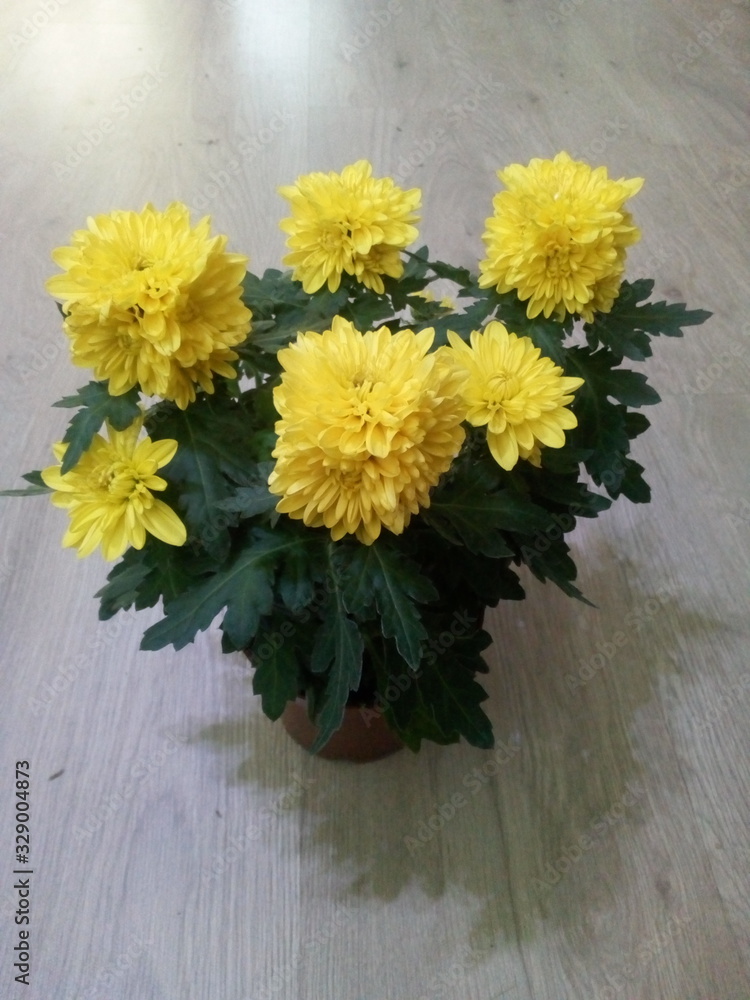 bouquet of yellow flowers bouquet of yellow flowers