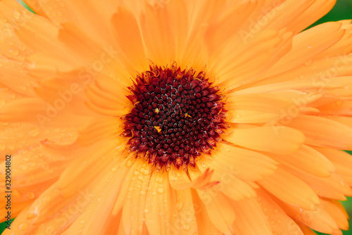 bright orange summer flower with lots of petals close-up
