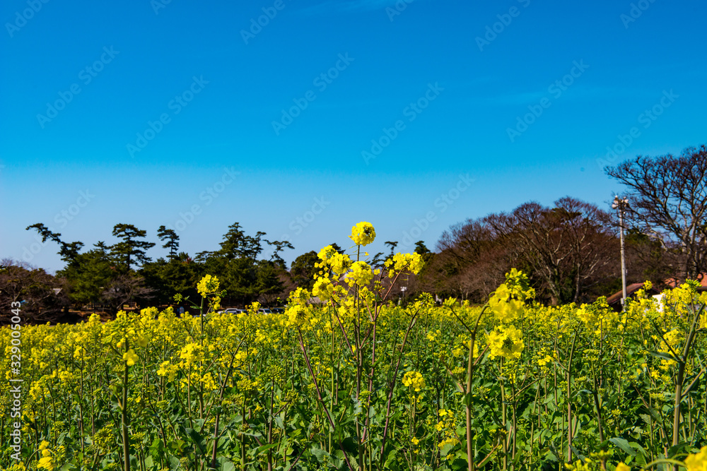 長崎鼻の菜の花 長崎鼻の菜の花
