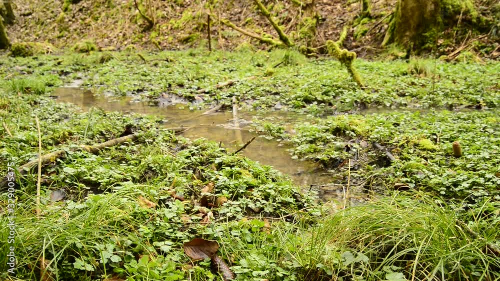 Watercress, fresh eatable herb and medicinal plant in spring in a German forest Watercress, fresh eatable herb and medicinal plant in spring in a German forest