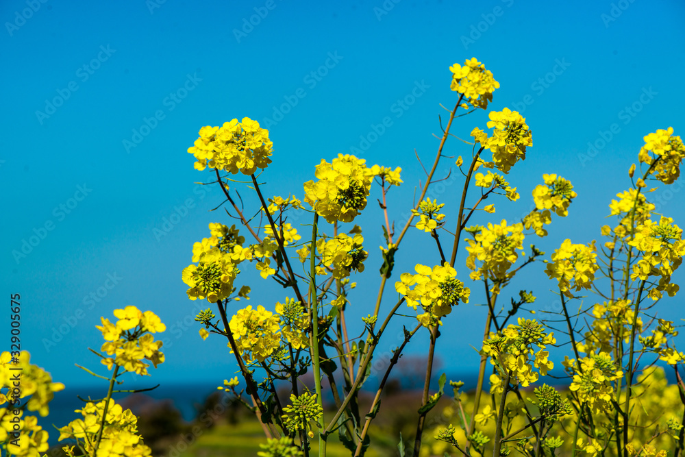 長崎鼻の菜の花 長崎鼻の菜の花