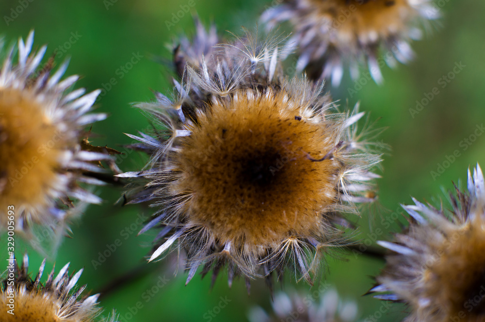 Pink flowers and sharp thorns of a thistle. Pink flowers and sharp thorns of a thistle.