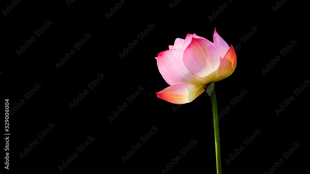 Pink Lotus flower (water lily) isolated on black background with Clipping Paths. Pink Lotus flower (water lily) isolated on black background with Clipping Paths.