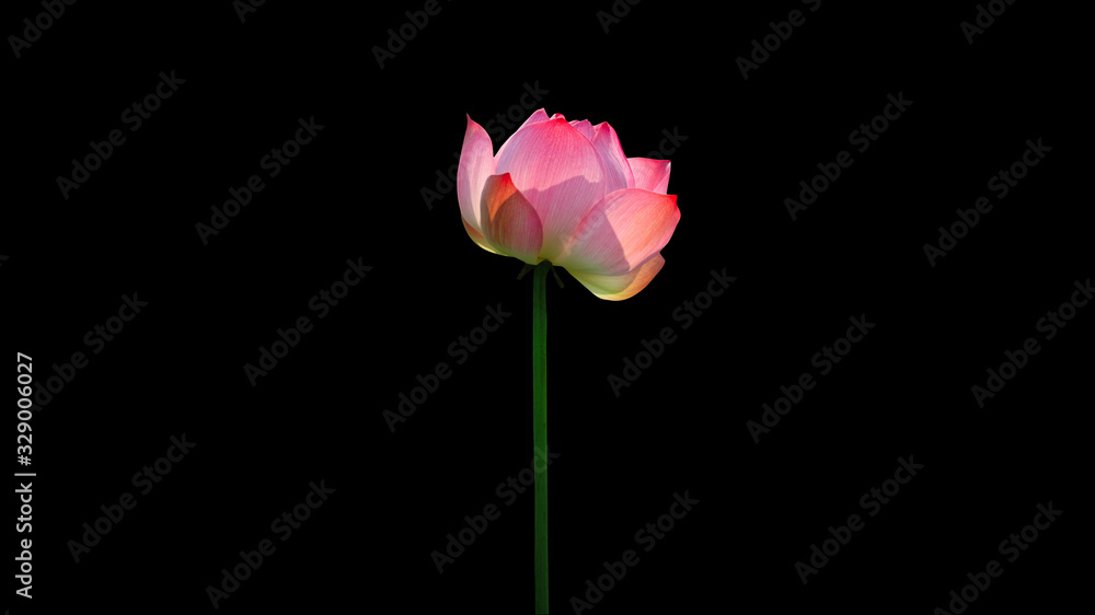 Pink Lotus flower (water lily) isolated on black background with Clipping Paths. Pink Lotus flower (water lily) isolated on black background with Clipping Paths.