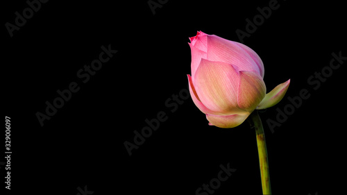 Pink Lotus flower  water lily  isolated on black background with Clipping Paths.