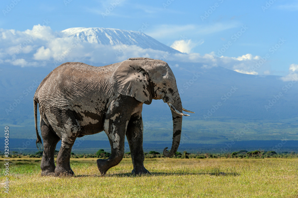 Fototapeta premium Elephant with a snow covered Mount Kilimanjaro in the background