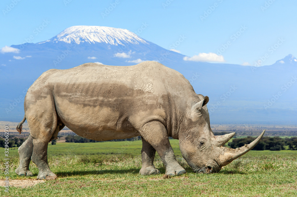 Obraz premium Rhino in front of Kilimanjaro mountain, Amboseli National Park of Kenya