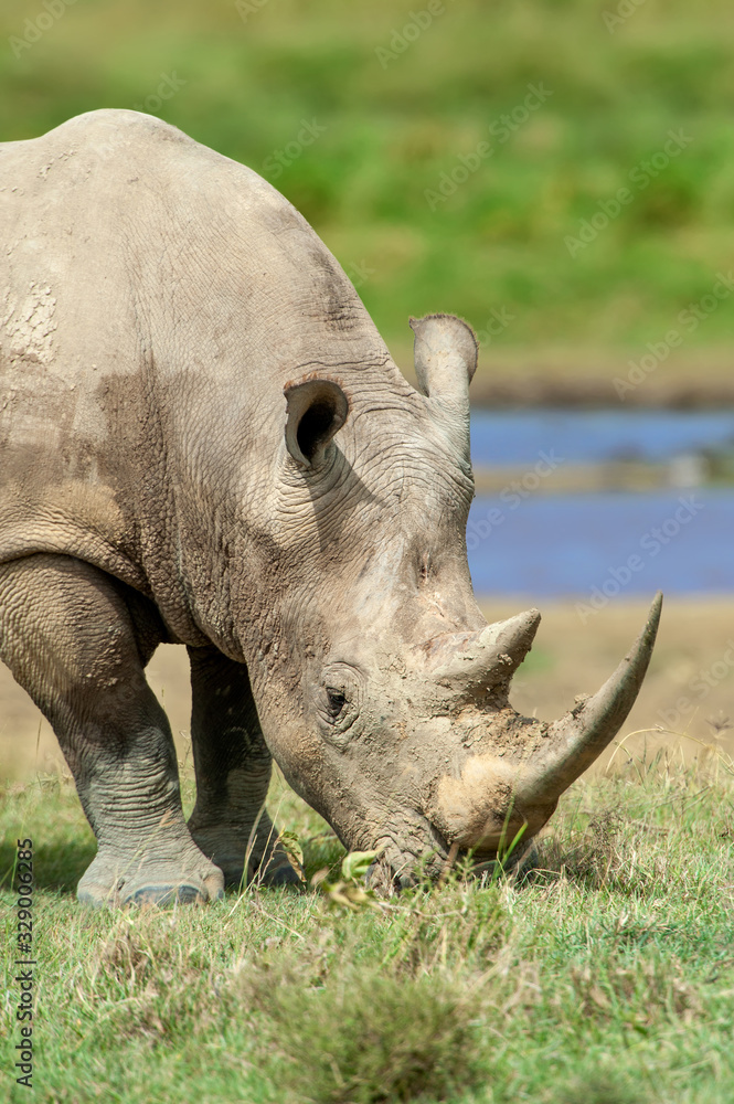 Obraz premium Rhino in the National park fo Kenya, Africa