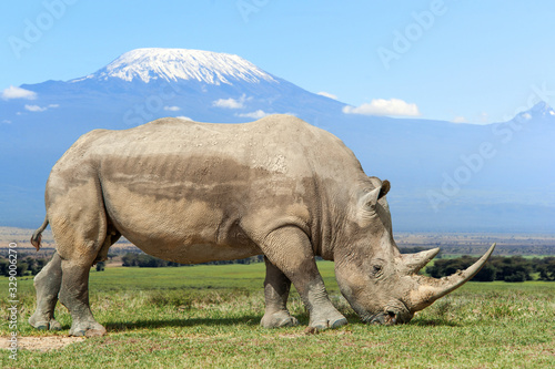 Rhino in front of Kilimanjaro mountain  Amboseli National Park of Kenya
