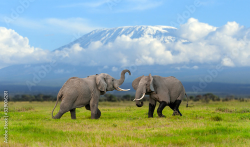 Canvas Print Elephant with a snow covered Mount Kilimanjaro in the background