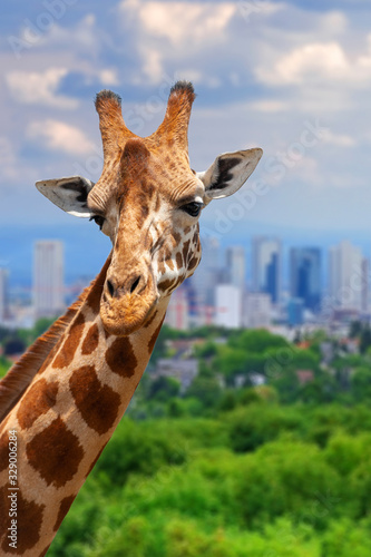 Panoramic view from a lonely giraffe with the city of on the background