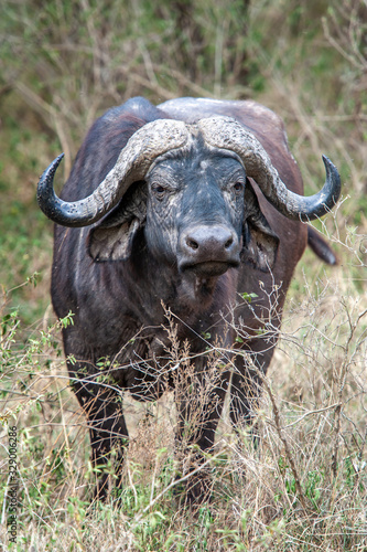 African Buffalo, Cyncerus cafer, standing on grass