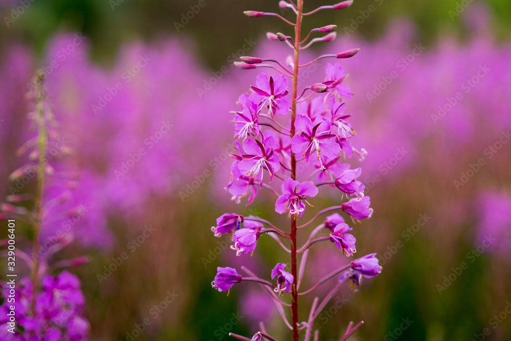 Forest plant fireweed in the summer. Forest plant fireweed in the summer.