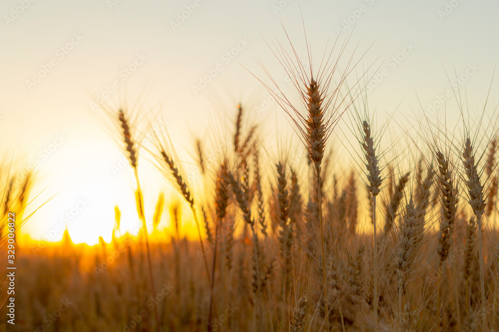 Wheatfield of gold color in sunset.Golden sunset over wheat field