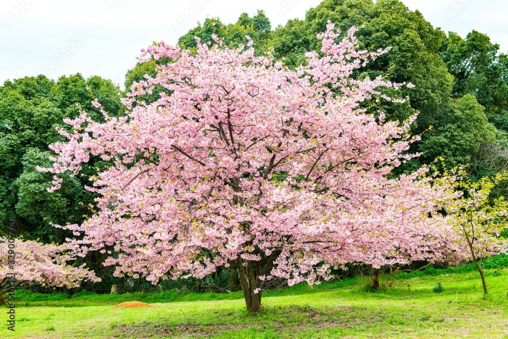 豊前の河津桜