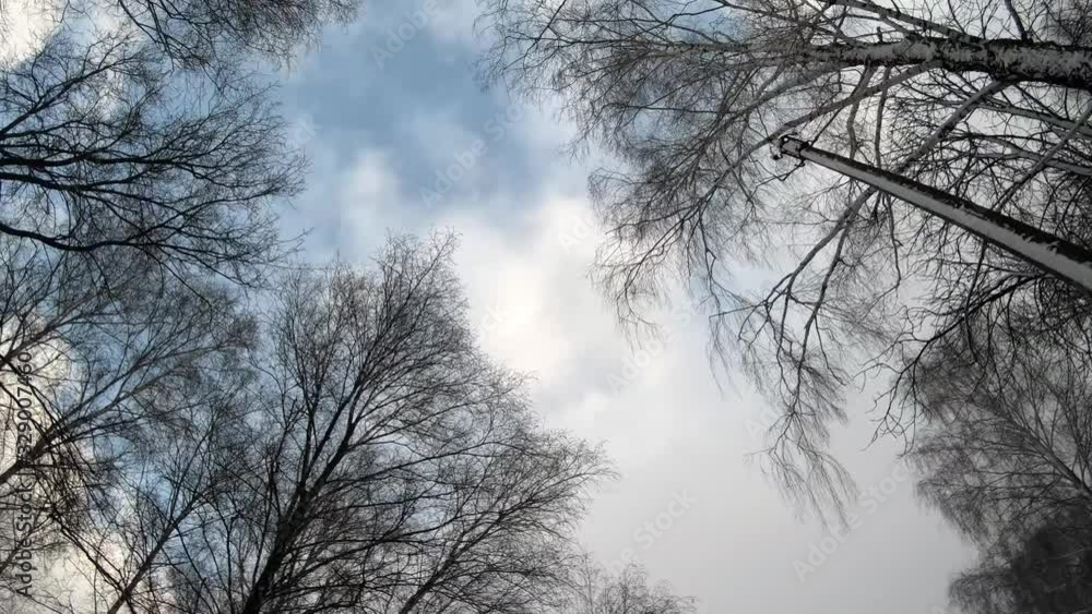 Trees in winter, nasty day. Rotation. Trees in winter, nasty day. Rotation.