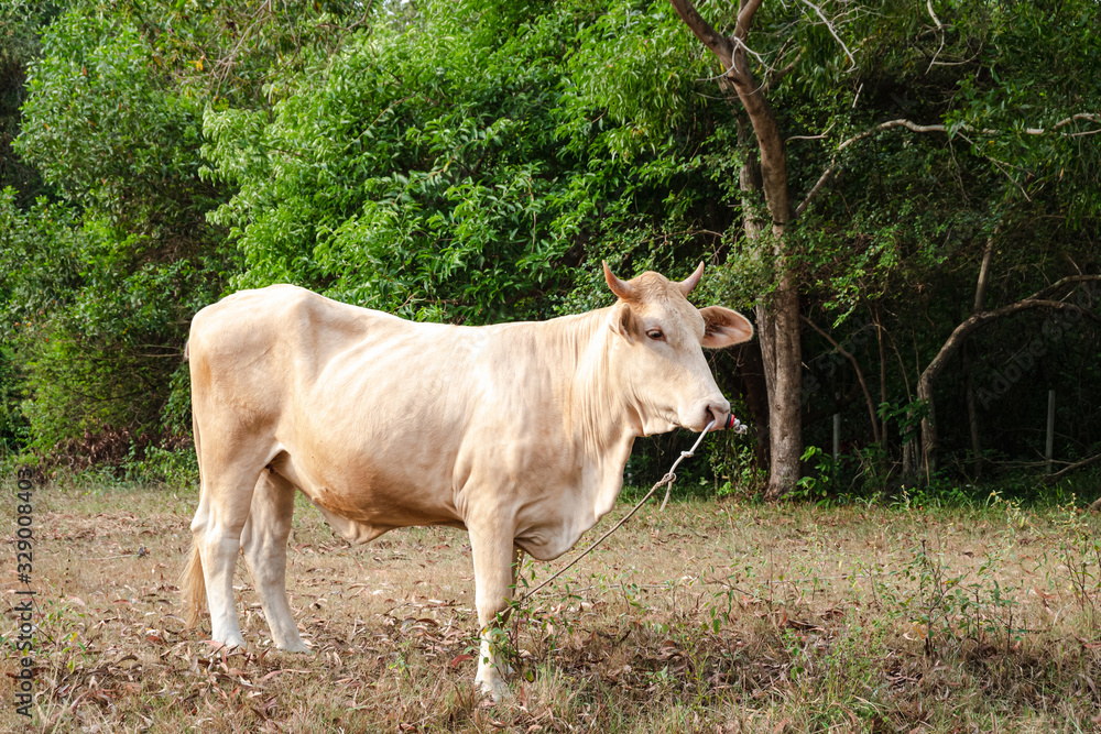 The cows were raised, allowing them to feed naturally, with ropes on the nose to define the boundaries. The cows were raised, allowing them to feed naturally, with ropes on the nose to define the boundaries.