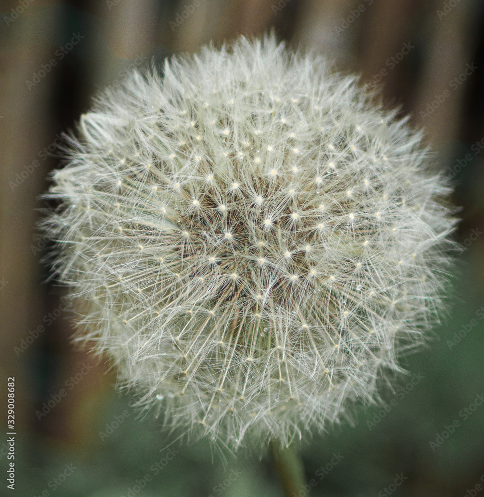 Fototapeta premium Pusteblume Löwenzahn 
