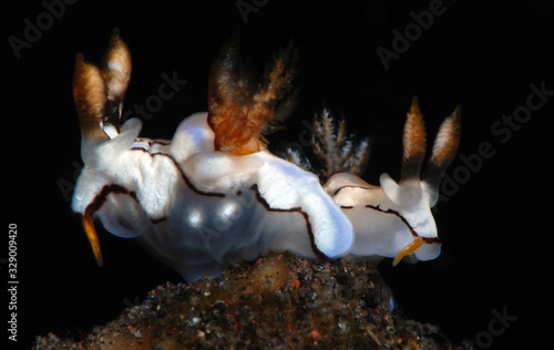 Nudibranch - sea slug - Trapania caerulea. Macro underwater world. Diving in Tulamben, Bali, Indonesia. photo