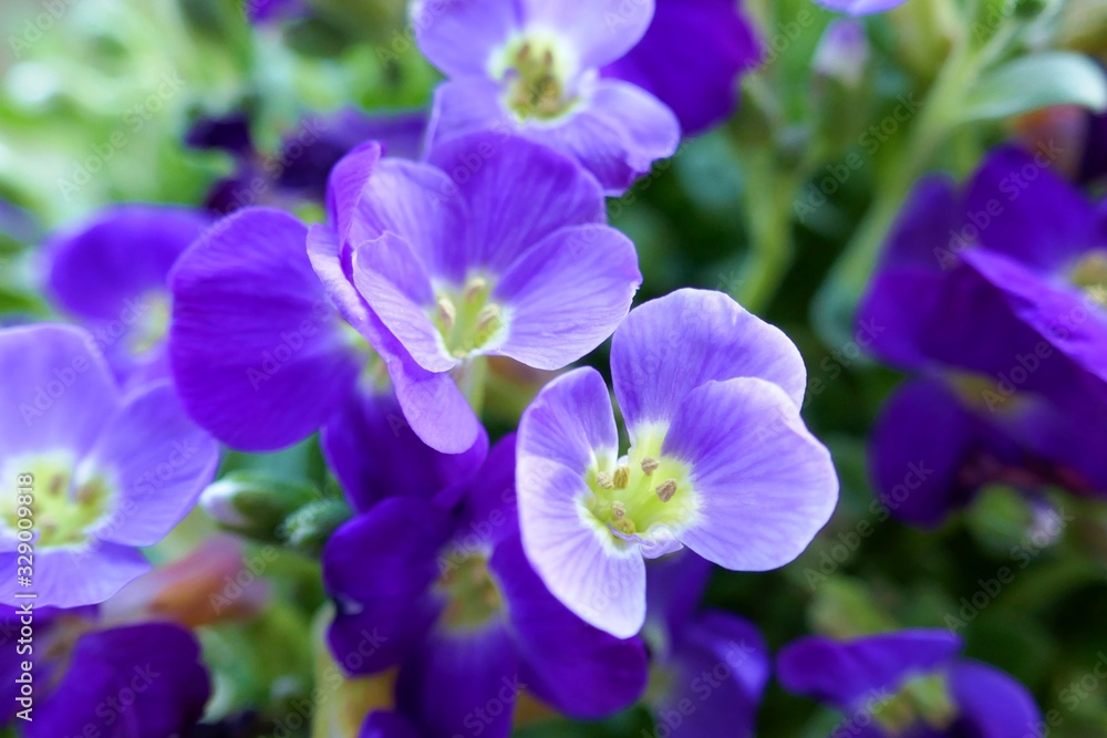Blue flowers close-up. Spring floral  background. Blue flowers in green leaves