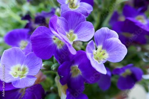 Blue flowers close-up. Spring floral gentle background. 