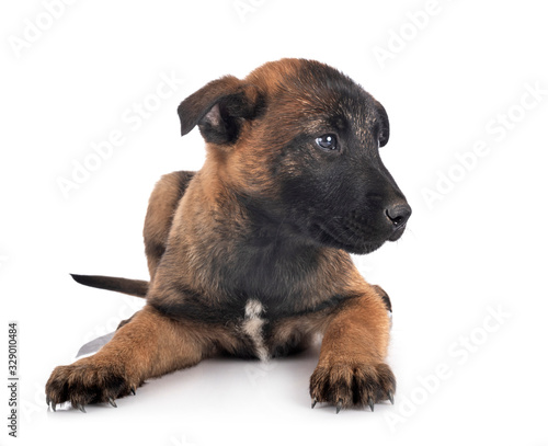 puppy malinois in studio