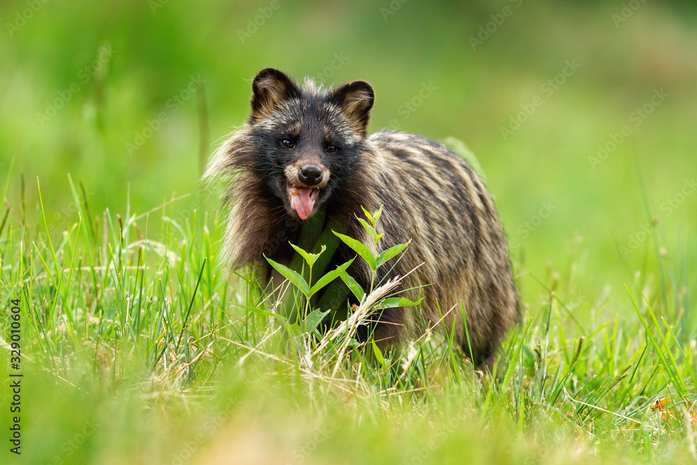 Raccoon dog, nyctereutes procyonoides, breathing heavily on a hot summer day with mouth open. Concept of happy wild animal with positive emotions. Mammal with dark fur smiling.