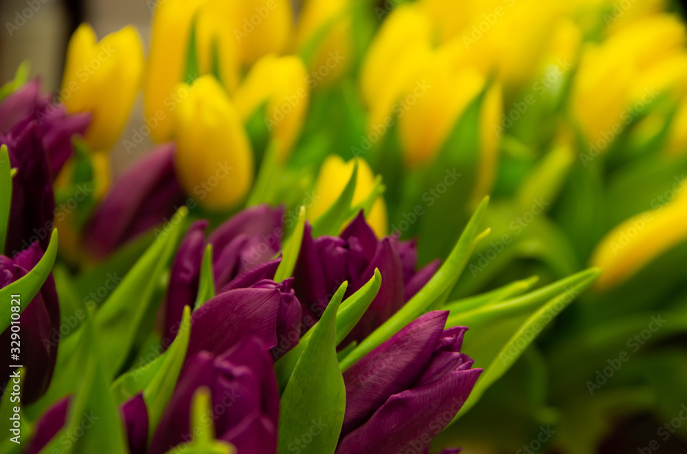 Purple and yellow tulips, greeting on Womens Day Purple and yellow tulips, greeting on Womens Day