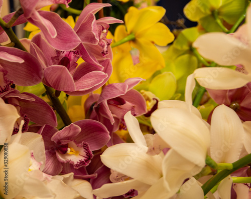 Orchids, cymbidium different colors, white, yellow, purple