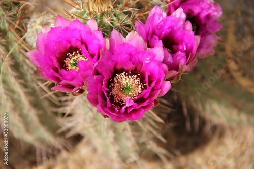 Cactus flowers on a background