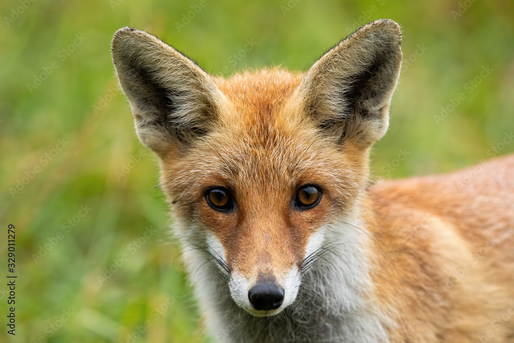 Horizontal close-up of a curious red fox, vulpes vulpes, looking to camera with big eyes in summer. Wild animal staring in wilderness. Mammal on a meadow with green grass.