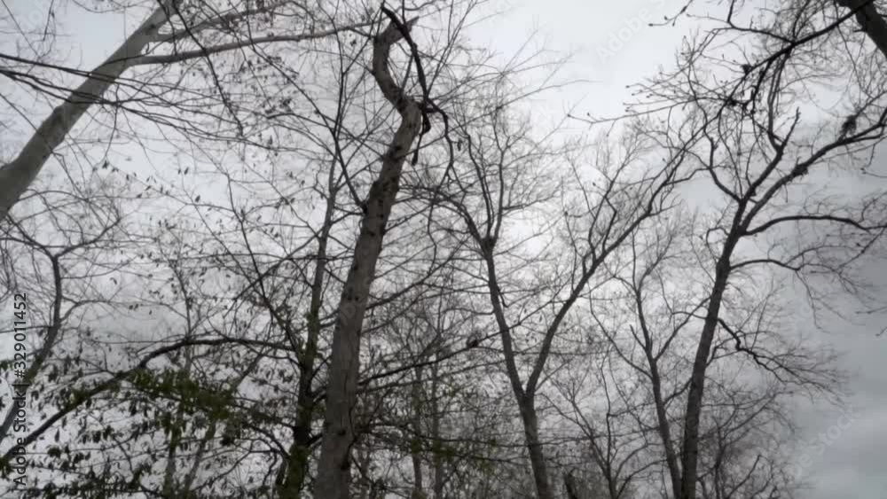 High angle of trees and sky, camera push in slow motion on overcast day in winter High angle of trees and sky, camera push in slow motion on overcast day in winter