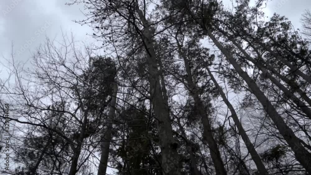 High angle of trees and overcast sky in winter, camera move right in slow motion High angle of trees and overcast sky in winter, camera move right in slow motion