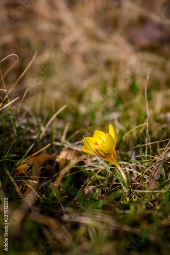 Yellow heather crocus flower in grass.