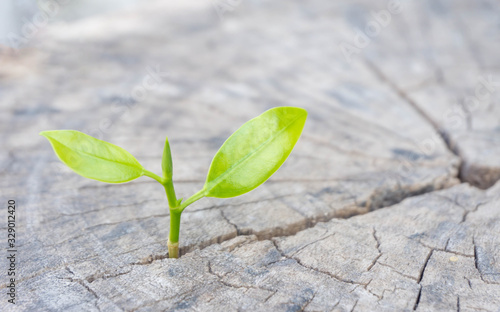 Fotografi Strong seeding growing from dry and old  cut down tree as new business have to d