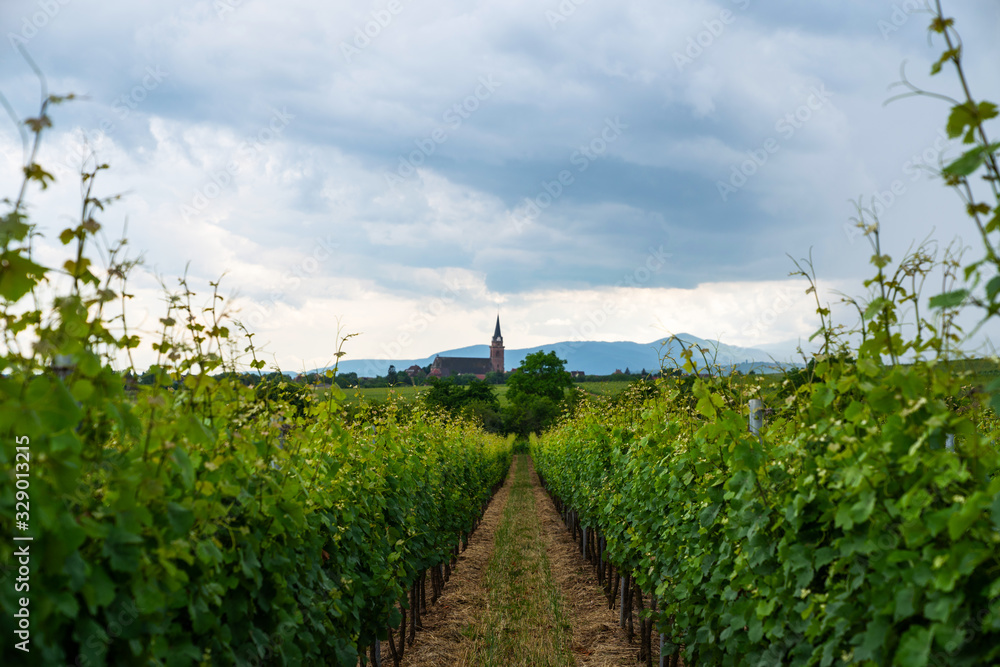 Spectacular summer view of the vineyards around the Wine Road of Alsace, Eastern France. View of chateau through the vineyard.
