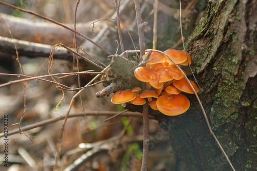 Edible forest mushroom. Honey fungus on the stump  beautiful orange mushrooms