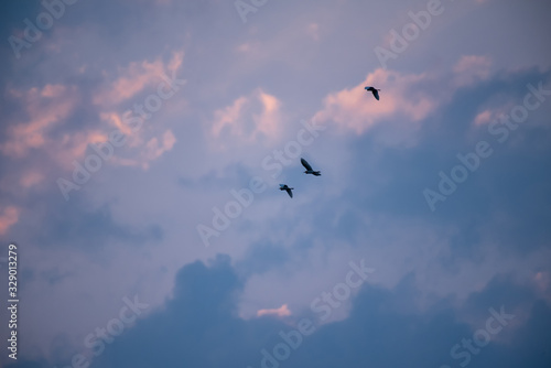 Birds flying on the sky.