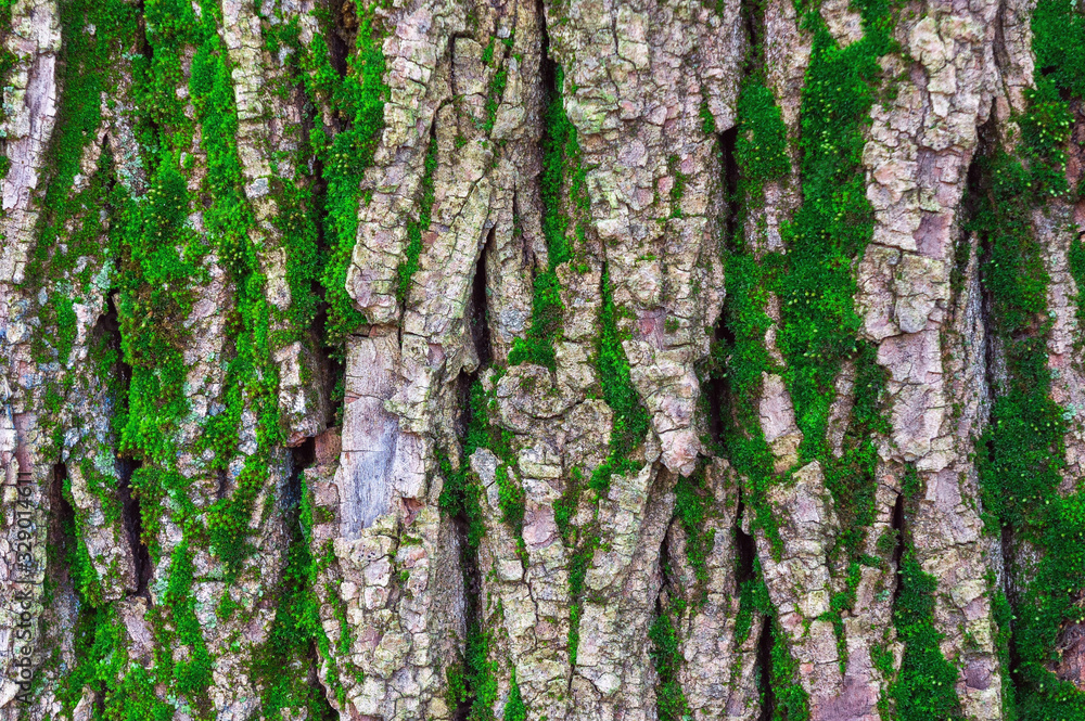 Obraz premium moss on tree bark