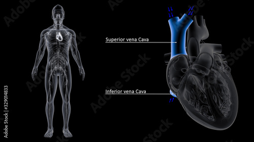 superior vena cava and inferior vena cava
