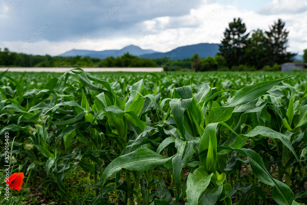 Green field of corn in the field during spring. Corn field and sky with beautiful clouds. Plantation of young corn. A cultivated field with freshly planted maize. Agricultural landscape. Green field of corn in the field during spring. Corn field and sky with beautiful clouds. Plantation of young corn. A cultivated field with freshly planted maize. Agricultural landscape.