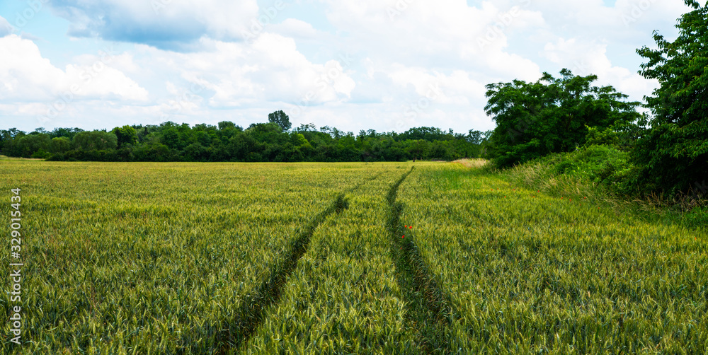 Wheat field and countryside scenery. Сultivated fields landscape in rural France. Spring wheat field with a dirt road.