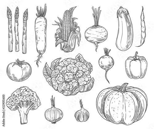 Farm vegetables vector sketches. Cauliflower, tomato and broccoli, bell pepper and beet, radish and bean, corn and garlic, asparagus, zucchini and pumpkin, carrot and eggplant isolated vegetables