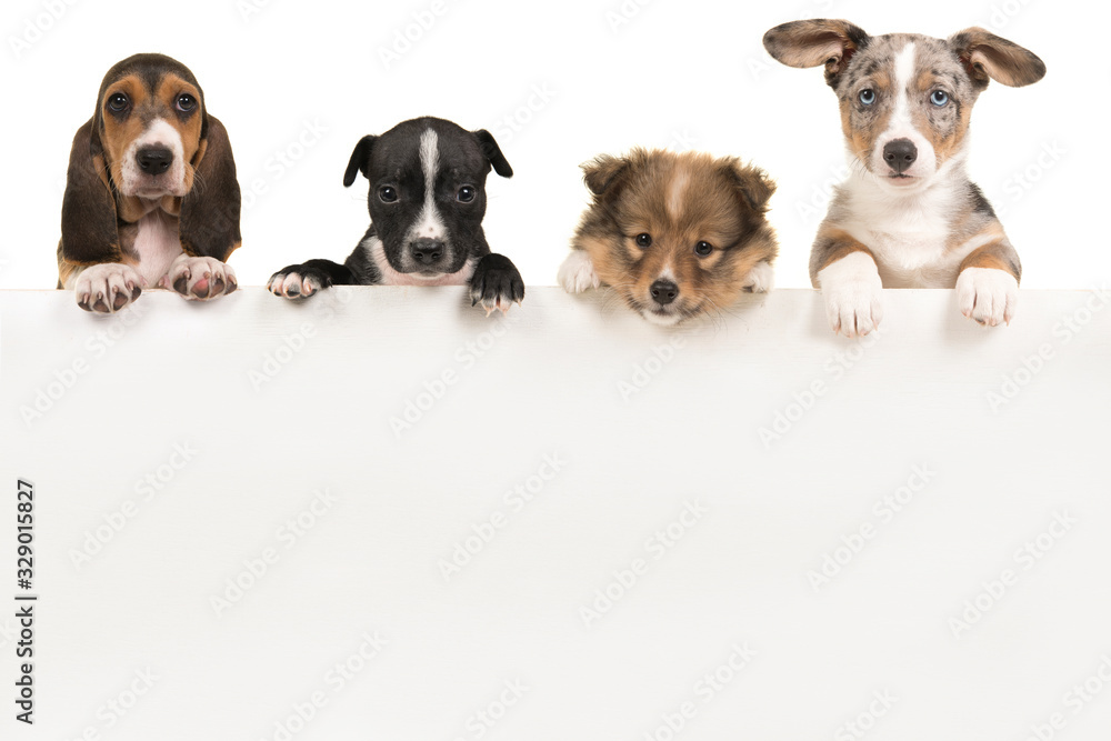 Various cute puppy dogs hanging over a white wooden board with space for text Various cute puppy dogs hanging over a white wooden board with space for text