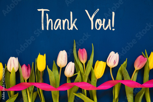 English Text Thank You. White And Pink Tulip Spring Flowers With Ribbon. Blue Wooden Background